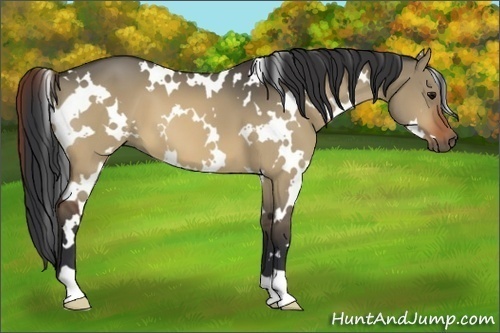 Horse Color:White Spotted Brown Dun 