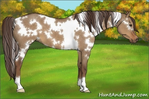 Horse Color:White Spotted Liver Red Dun 