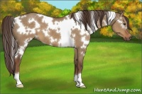 Horse Color:White Spotted Liver Red Dun 