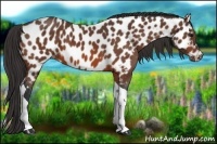 Horse Color:Bay Tobiano Appaloosa