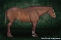 Horse Color:Chocolate Buckskin Sabino 