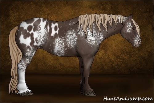 Horse Color:White Spotted Liver Chestnut Appaloosa 
