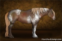 Horse Color:White Spotted Liver Chestnut Rabicano 