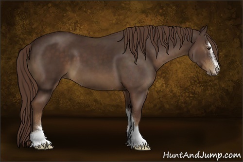 Horse Color:Liver Chestnut Sabino 
