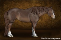 Horse Color:Liver Chestnut Sabino