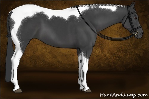 Horse Color:Black Sabino Tobiano 