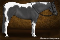 Horse Color:Black Sabino Tobiano