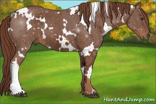 Horse Color:White Spotted Chestnut 