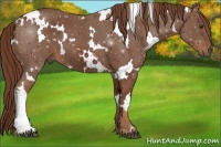 Horse Color:White Spotted Chestnut