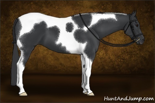 Horse Color:Black Tobiano