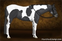 Horse Color:Black Tobiano 