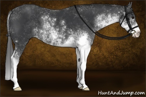 Horse Color:Black Sabino 