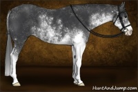Horse Color:Black Sabino