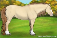Horse Color:Gold Champagne Dun Sabino 