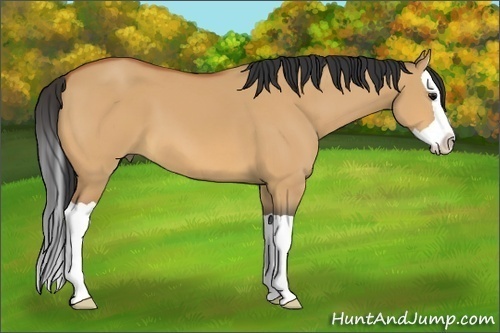 Horse Color:Bay Dun Splash 
