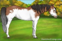 Horse Color:Bay Splash Frame 