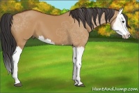 Horse Color:Bay Dun Splash 