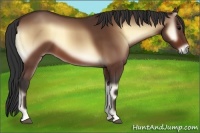 Horse Color:Bay Onyx 