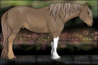 Horse Color:Chocolate Palomino 