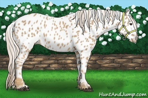 Horse Color:Palomino Near Leopard
