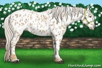 Horse Color:Palomino Near Leopard