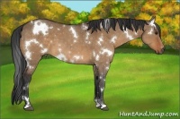 Horse Color:White Spotted Bay Dun