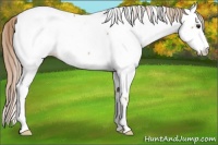 Horse Color:Palomino Near Fewspot Rabicano