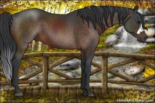 Horse Color:Brown 