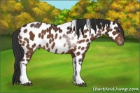 Horse Color:Brown Sabino Tobiano Appaloosa