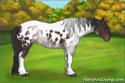 Horse Color:Brown Sabino Tobiano Near Leopard 