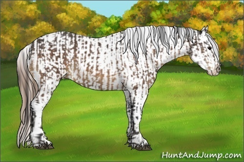 Horse Color:Buckskin Sabino  and Liver Chestnut Pearl Sabino Leopard 