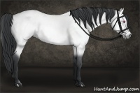 Horse Color:Bay Chinchilla and Bay Chinchilla Rabicano