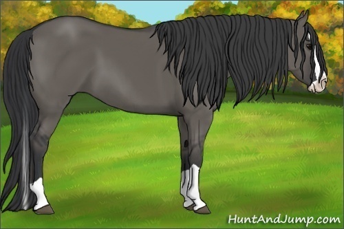 Horse Color:Grullo Splash 