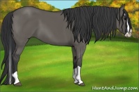 Horse Color:Grullo Splash 