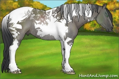 Horse Color:Grullo Tobiano Rabicano 