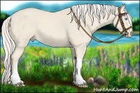 Horse Color:Cremello 