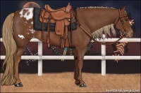 Horse Color:Chestnut Appaloosa 