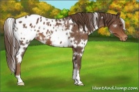 Horse Color:White Spotted Liver Chestnut Blanket