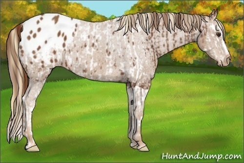 Horse Color:Chestnut Splash Appaloosa  and Chestnut Appaloosa 