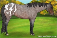 Horse Color:Bay Roan Appaloosa 
