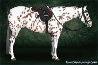 Horse Color:Bay Tobiano Appaloosa 