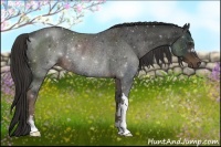 Horse Color:Liver Chestnut Rabicano