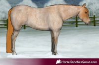 Horse Color:Red Roan 
