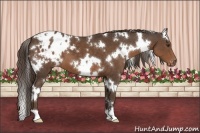 Horse Color:White Spotted Liver Chestnut Appaloosa 