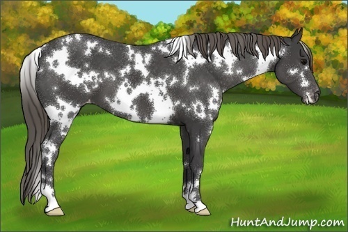 Horse Color:White Spotted Smoky Black Appaloosa 