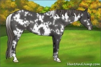 Horse Color:White Spotted Smoky Black Appaloosa 