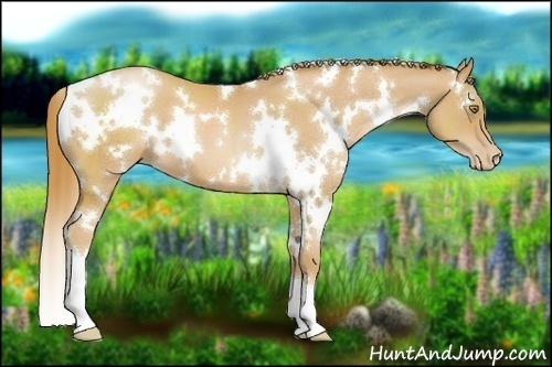 Horse Color:White Spotted Chestnut Pearl