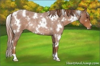Horse Color:White Spotted Red Roan Rabicano