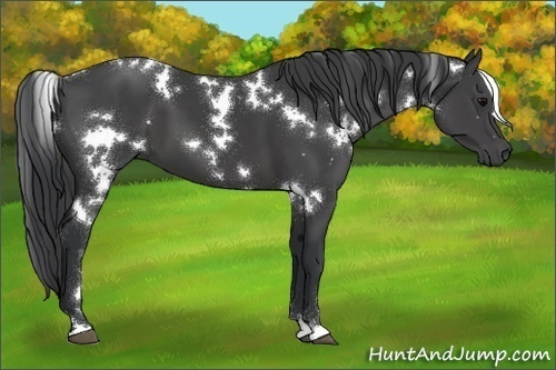 Horse Color:White Spotted Black