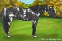Horse Color:White Spotted Black